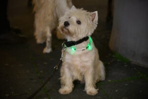 Een hond aan de riem met een lichtgevende halsband