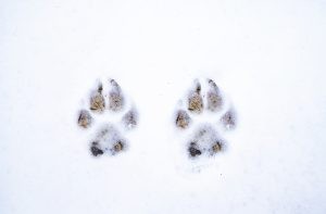 Twee pootafdrukken in de sneeuw van een hond