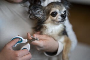 Een vrouw die de nagels van haar chihuahua knipt