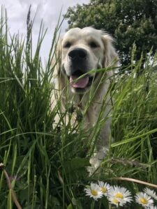 Hond Blue die snuffelt in het gras