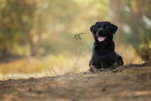 Kyo die in de schaduw op een zandveldje op de grond ligt