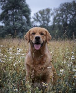 Golden retriever Senna die in de hoge grassen zit