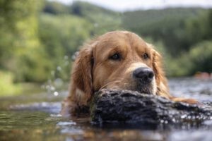 Golden retriever Senna die zwemmend iets uit het water sleept