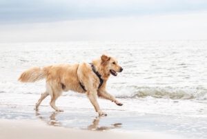 Golden retriever Buddy die over het strand heen rent