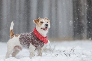 Een hond met kleren aan in de sneeuw