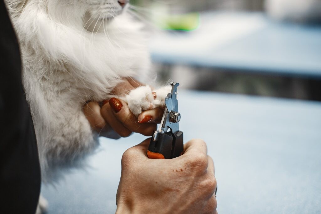 Een vrouw die de nagels van haar kat knipt