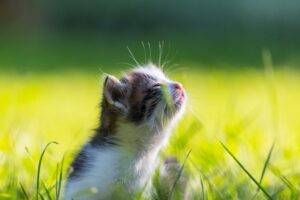 Een kitten in het gras die geniet van de zon