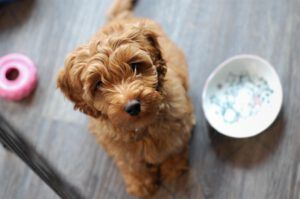 Een labradoodle die naast een bakje op de grond zit en naar boven kijkt