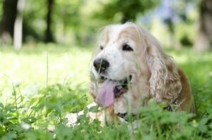 Een hond met zijn tong uit tussen de grassen in de lente