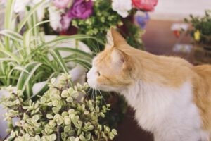 Een kat die aan de bloemen zit te ruiken