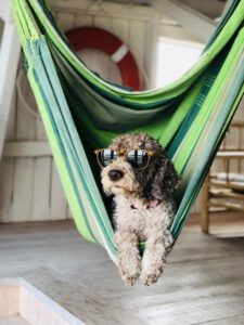 Een hond die met een zonnebril op in een hangmat ligt in een hondenhotel