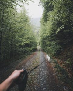 Een hond aan de lijn bij wandelroute Parel aan de Maas