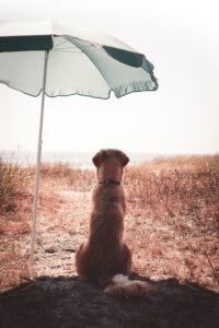 Een hond die onder een parasol zit