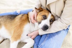 Een hond die met zijn kop bij zijn baasje op schoot ligt