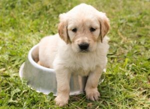 Een puppy die in een voerbak zit op het gras