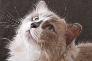 Een ragdoll kat die omhoog kijkt