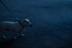 Een klein wit hondje aan de lijn in het donker