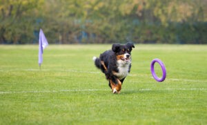 Een hond die achter een geworpen ring aan rent