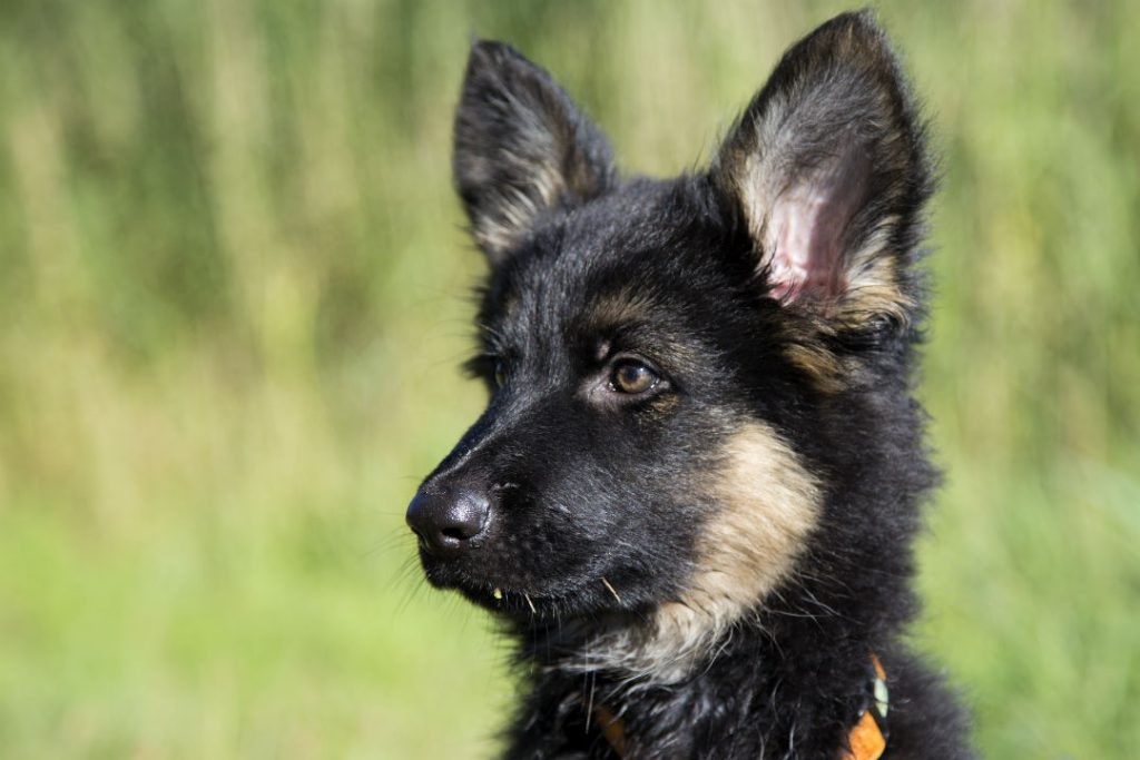 Speurhond Teun toen hij nog een puppy was