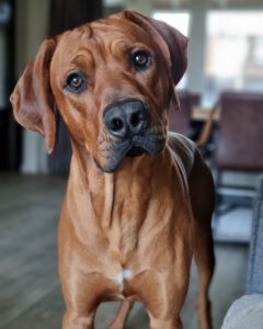 Rhodesian Ridgeback Vigo die thuis in de camera kijkt