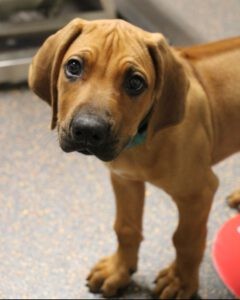 Rhodesian Ridgeback Vigo toen hij nog een puppy was