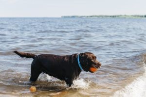 Een zwarte labrador met een bal in zijn mond gaat veilig aan de kant uit het water