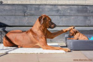 Een huis vol Rhodesian Ridgebacks