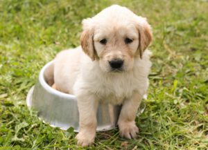 6 tips voor het voeren van je puppy