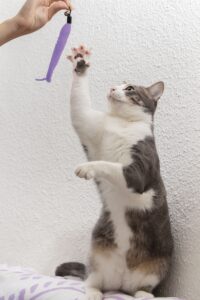 Kat nagels scherp nagels knippen